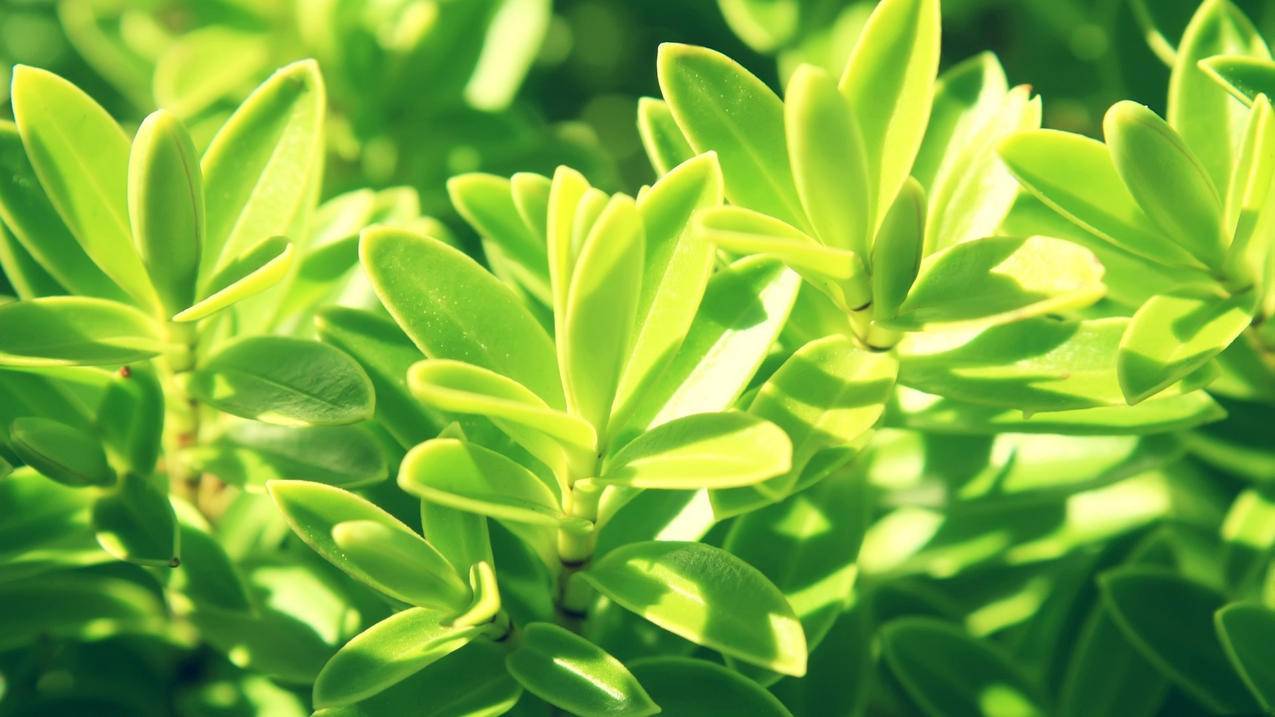 抖音业务秒微信支付,微信视频号下单平台,v8新版qq空间刷赞,qq空间刷赞平台网站免费版